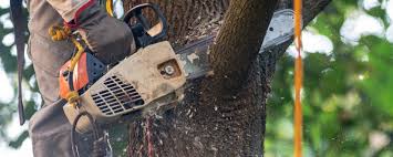 Best Tree Health Inspection  in Munising, MI