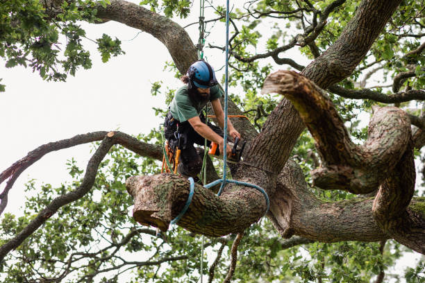 Best Hazardous Tree Removal  in Munising, MI