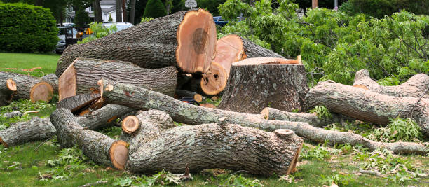 Best Storm Damage Tree Cleanup  in Munising, MI