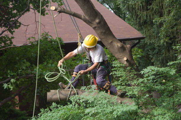 Best Tree Trimming and Pruning  in Munising, MI