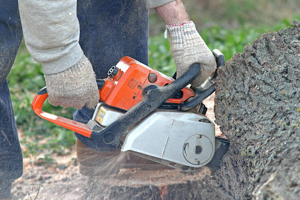 Best Seasonal Cleanup (Spring/Fall)  in Munising, MI