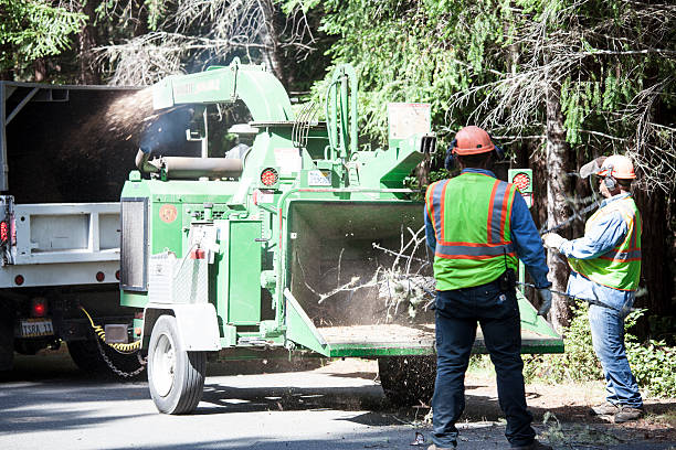 Best Root Management and Removal  in Munising, MI